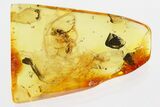 Detailed Fossil Ant (Dolichoderinae) In Baltic Amber #307332-1